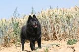 SCHIPPERKE 099